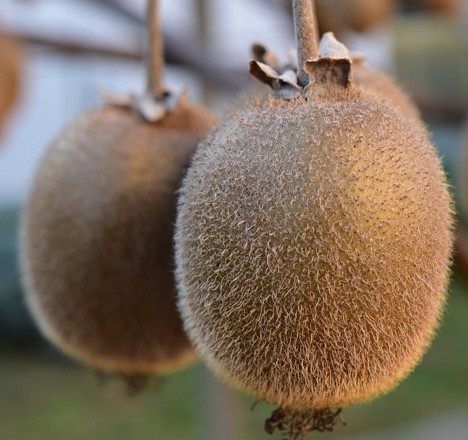 Planting Guide for Kiwi Plants