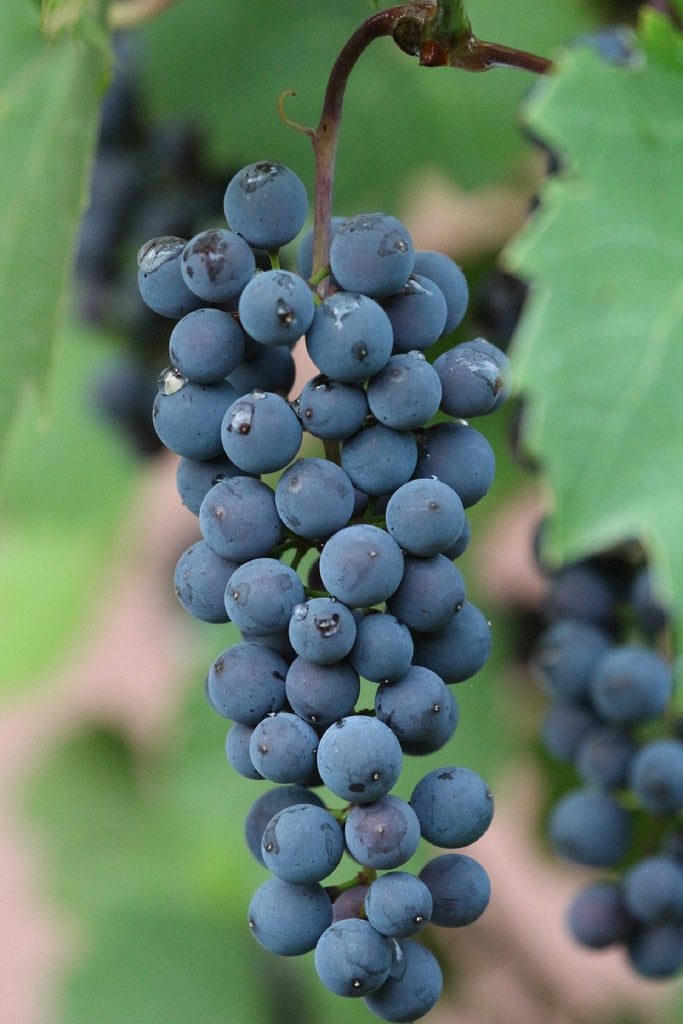 The Joy of Growing Your Own Fruit at Home
