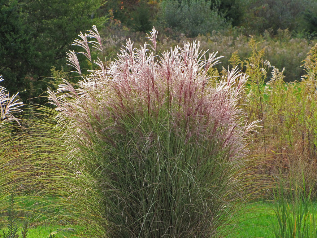 Planting Guide for Ornamental Grass