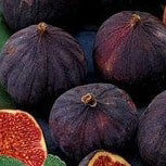 Our Fig Collection