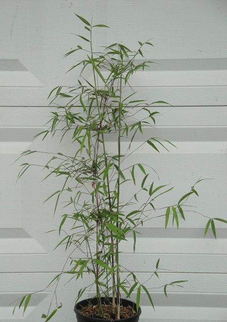 Box of 3 Borinda angustisima clumping bamboo plants, hardy to 12f.