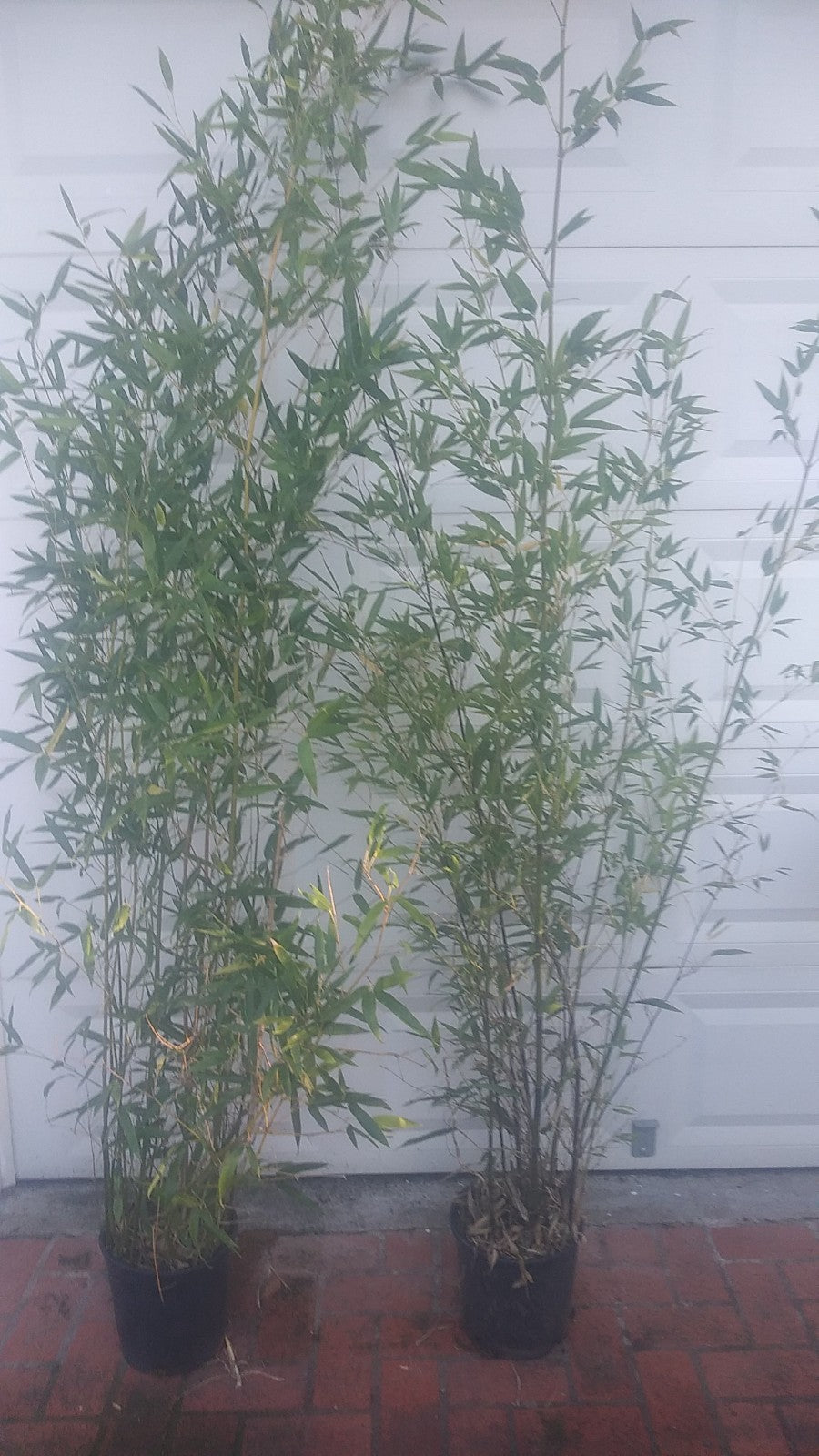 Bambusa Multiplex Clumping Bamboo, #1 Size Live Plant