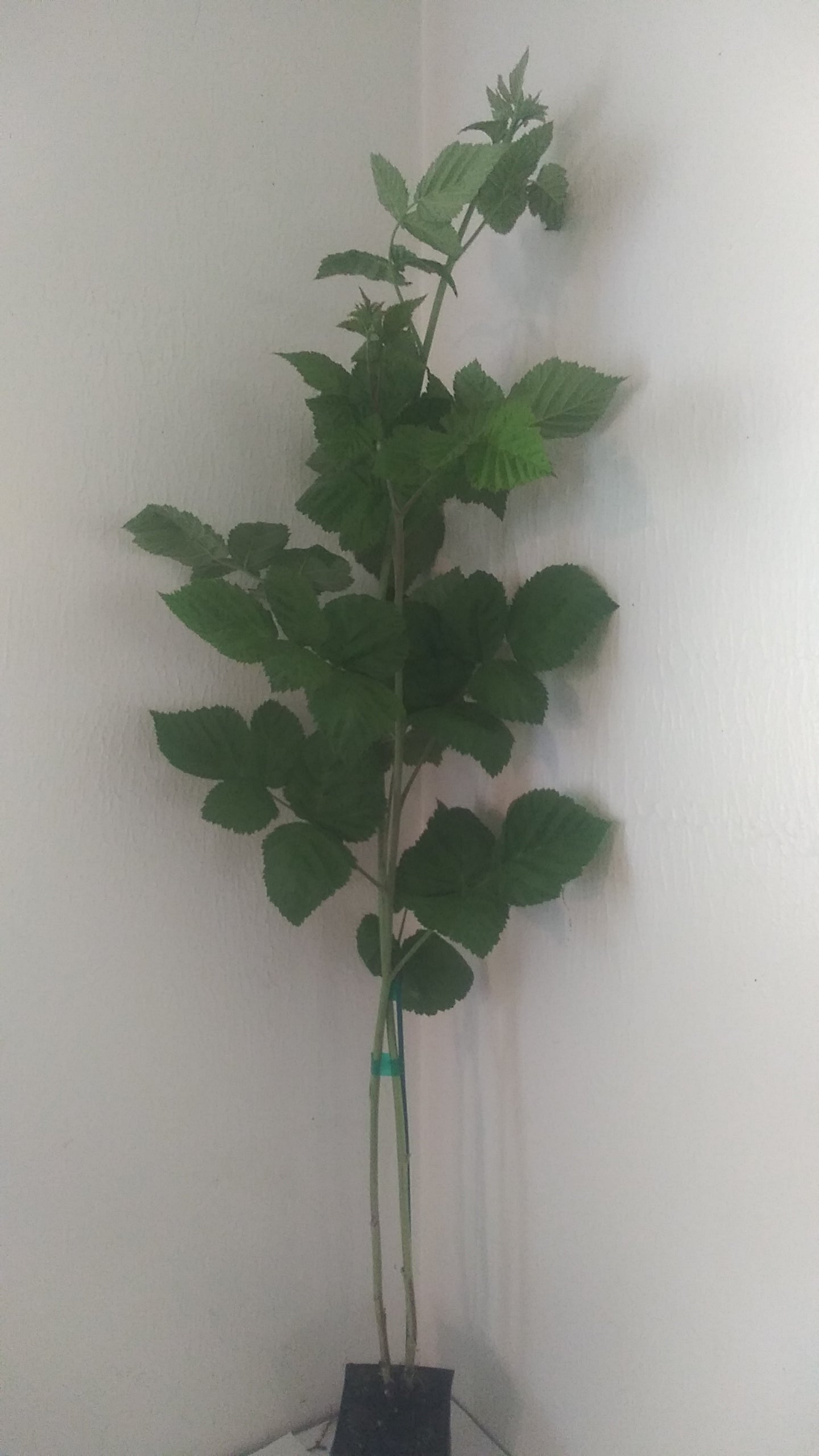 Canby Red Raspberry,