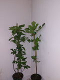 LSU Purple Fig