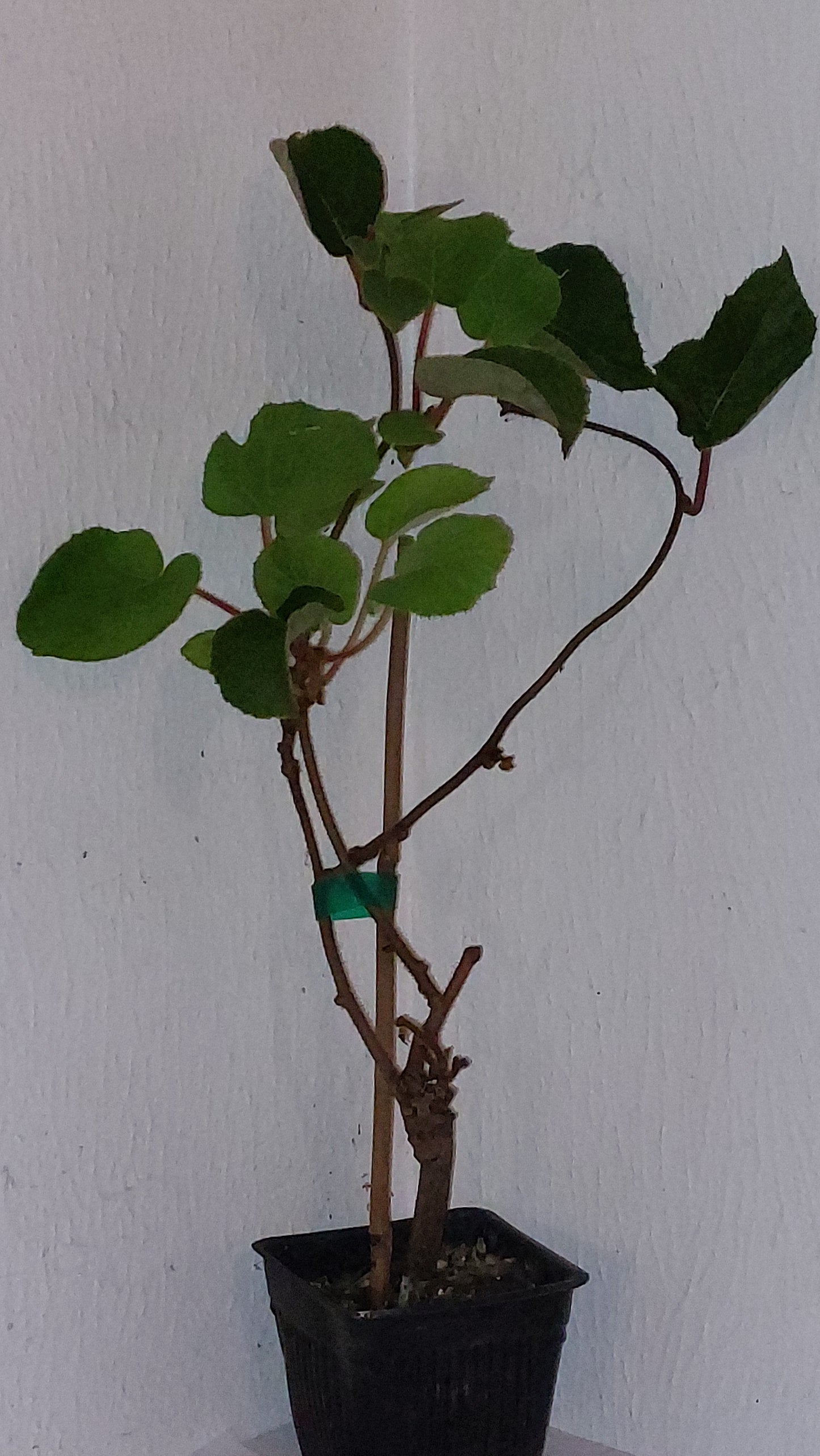 Actinidia Arguta 'Kens Red'