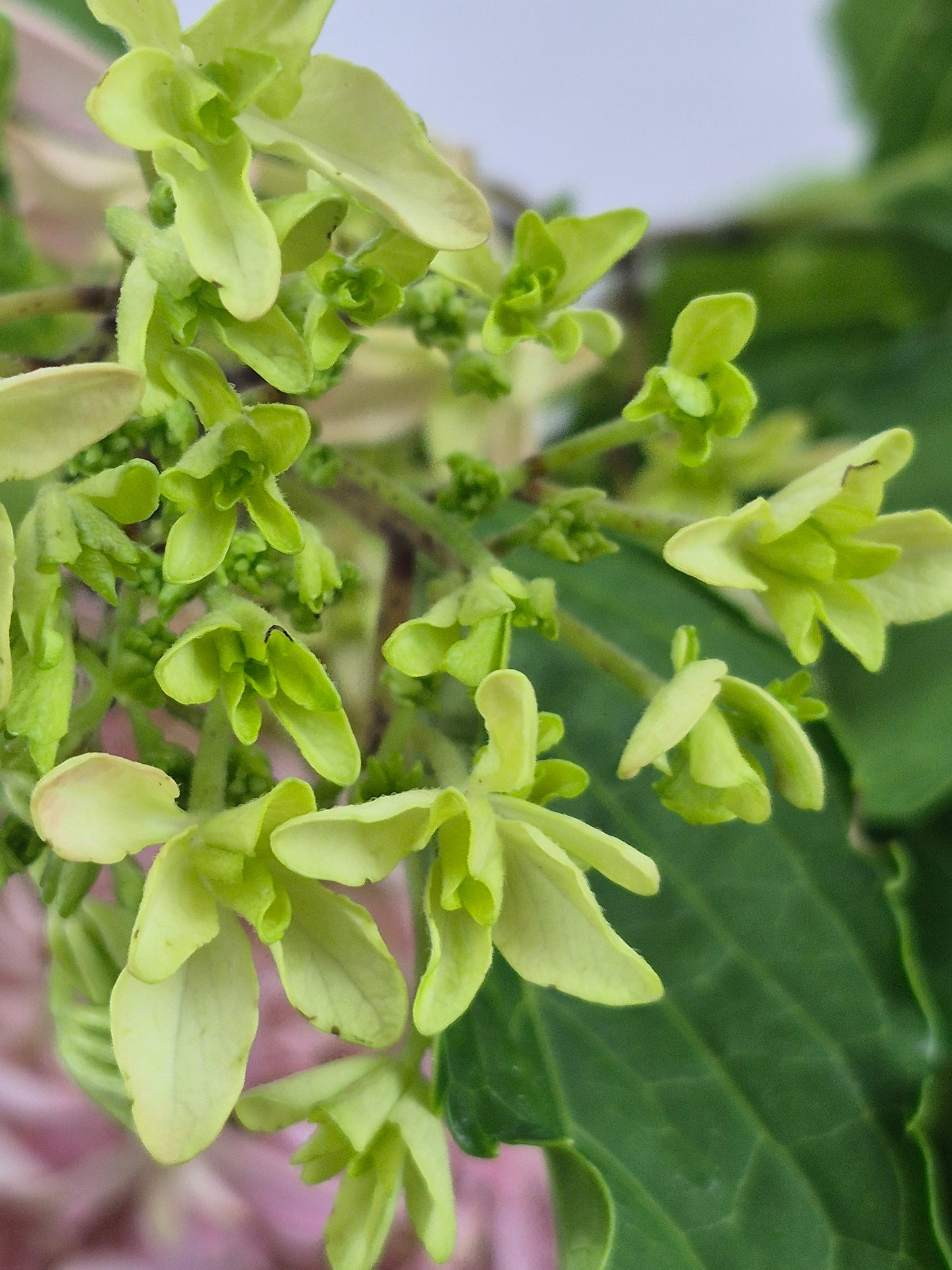 Inspire Hydrangea