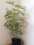 Phyllostachys Aureosulcata 'Alata' Bamboo