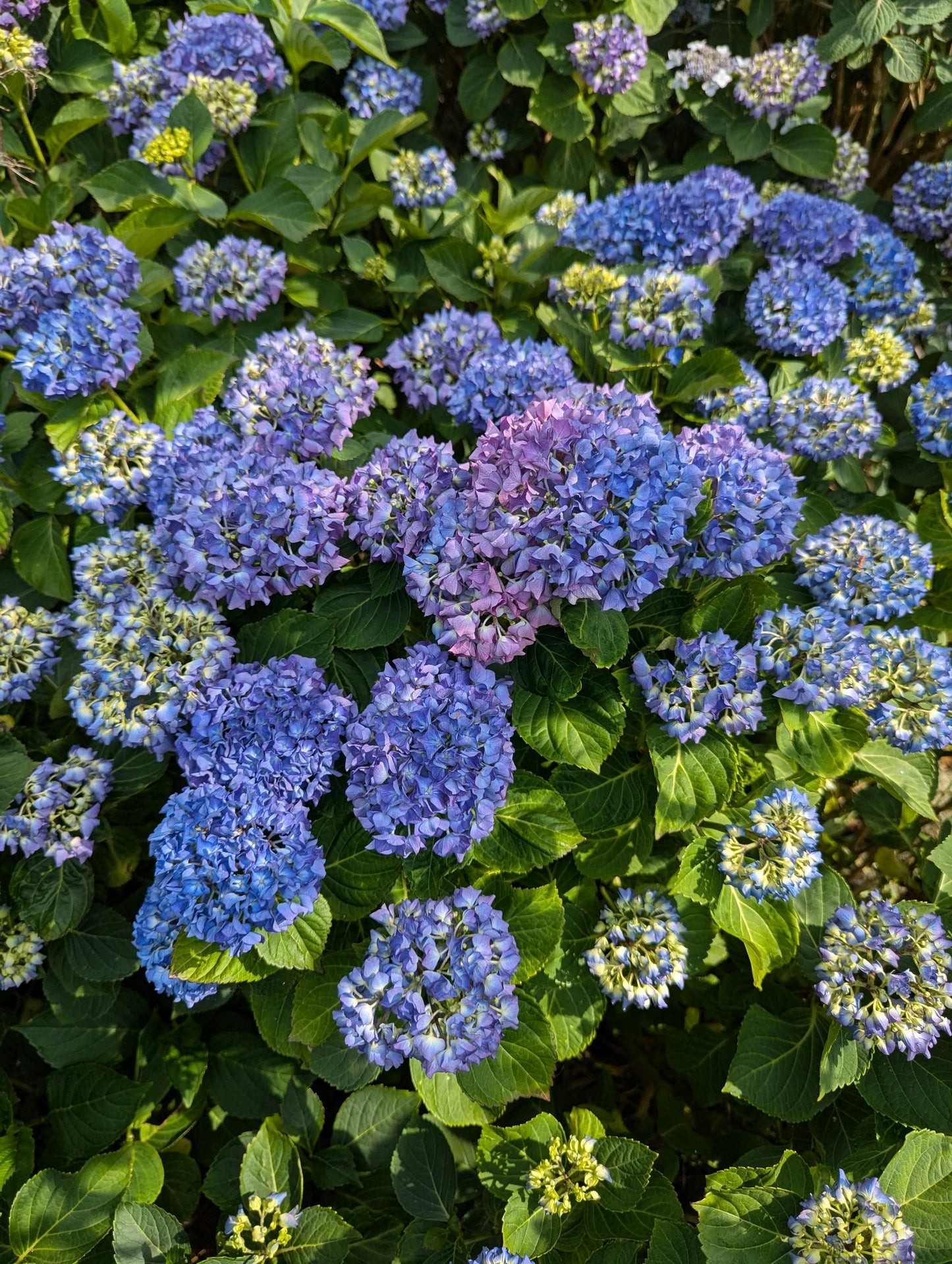 All Summer Beauty Bigleaf Hydrangea