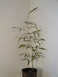 Phyllostachys Vivax 'Huangwenzhu Inversa' Bamboo