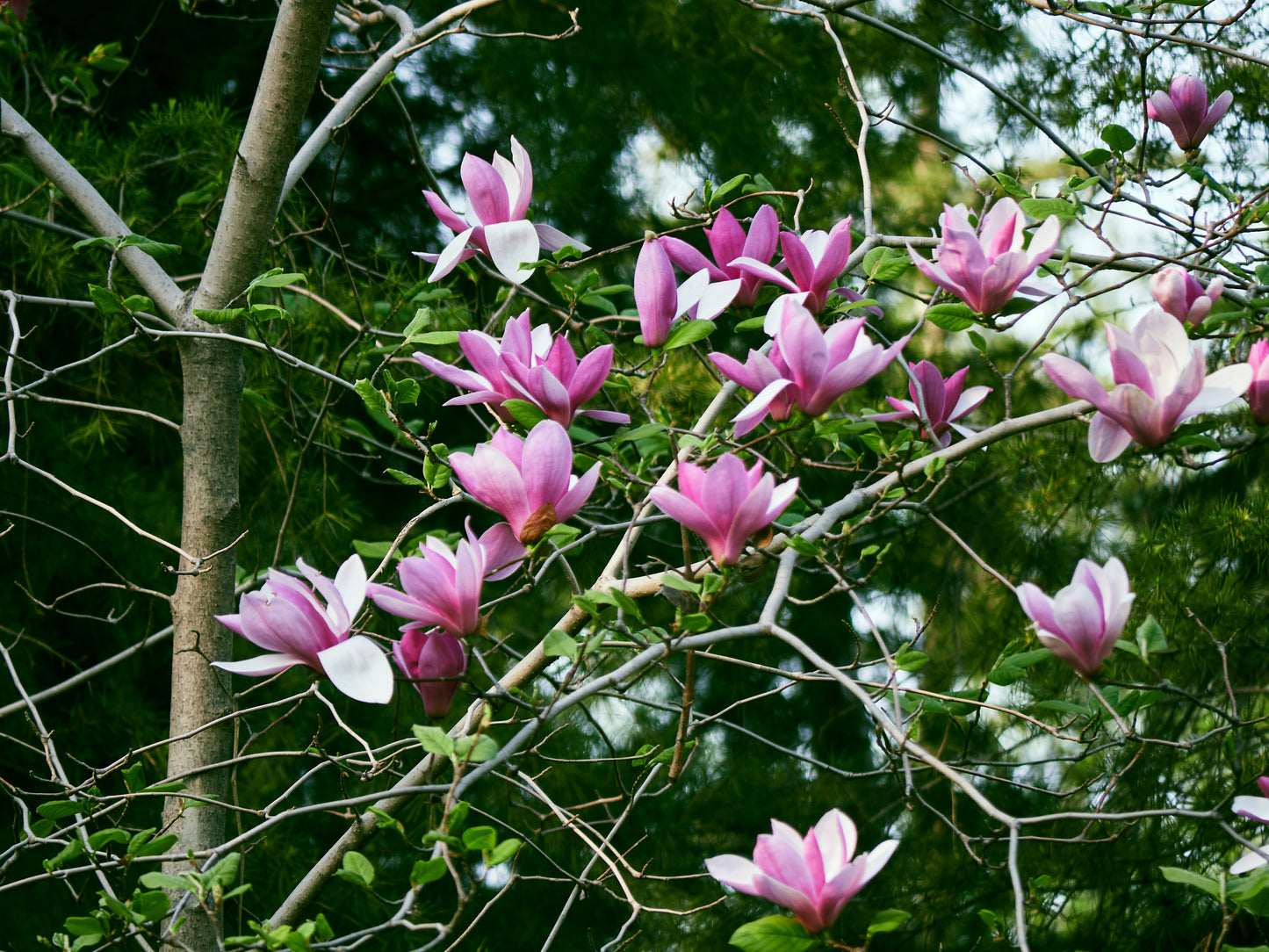 Betty Magnolia Tree (Magnolia hybrid ‘Betty’)