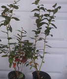 Coville Blueberry