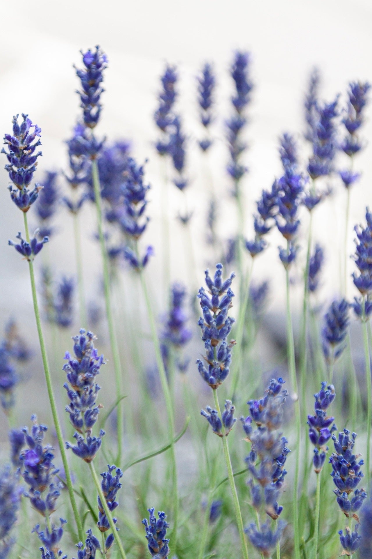 Blue Jeans Lavender