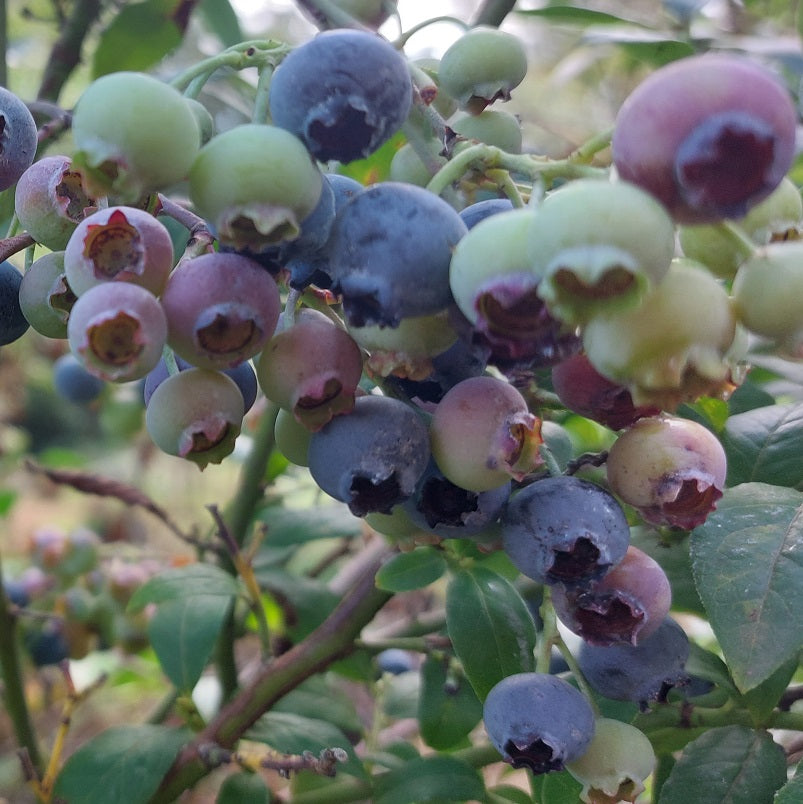 Northland Blueberry Plant Live – Cold Hardy Berry Bush – Zone 3-7 – Large Sweet Fruit – Outdoor Garden Plant