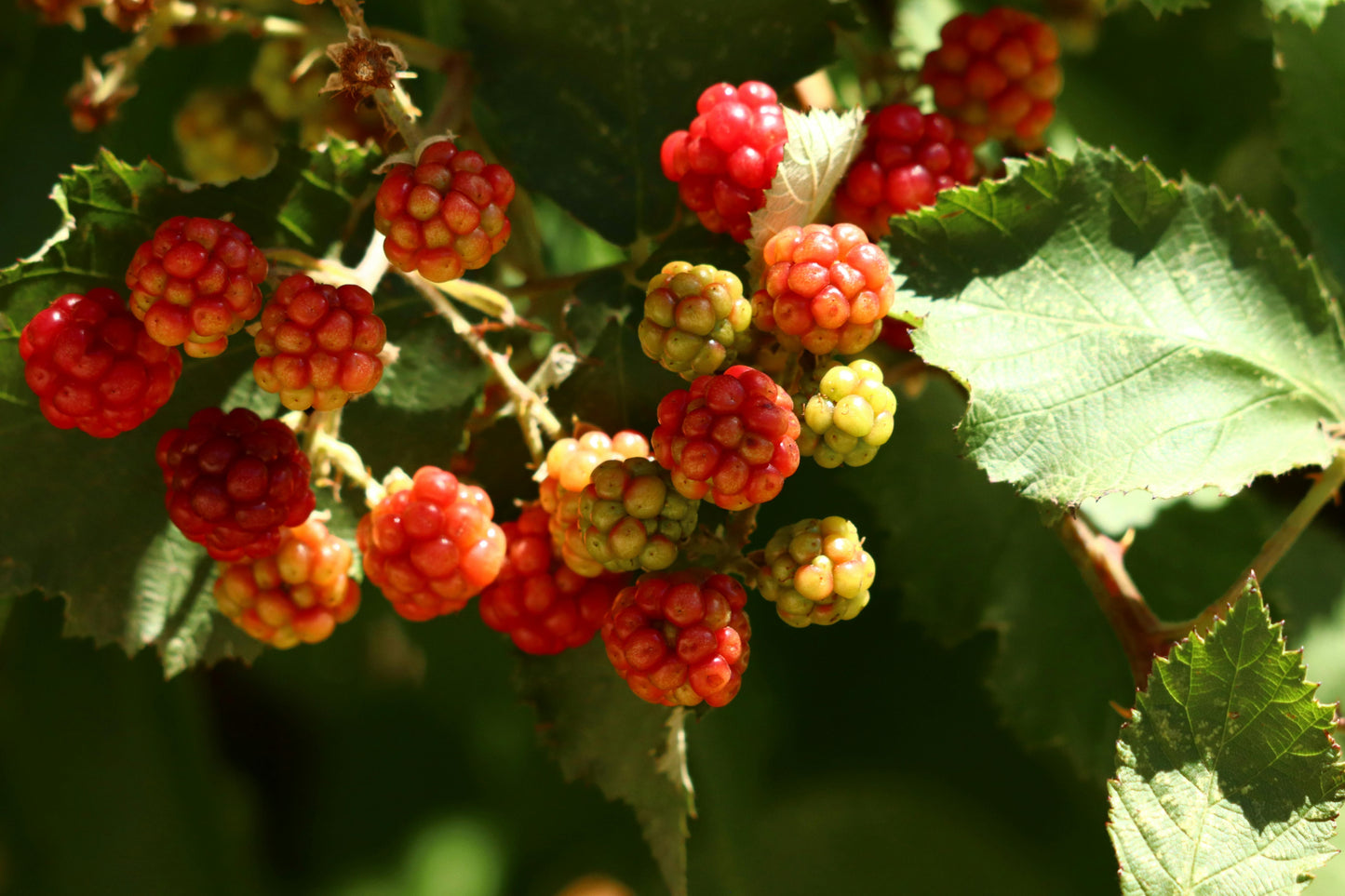 Caroline Everbearing Raspberry