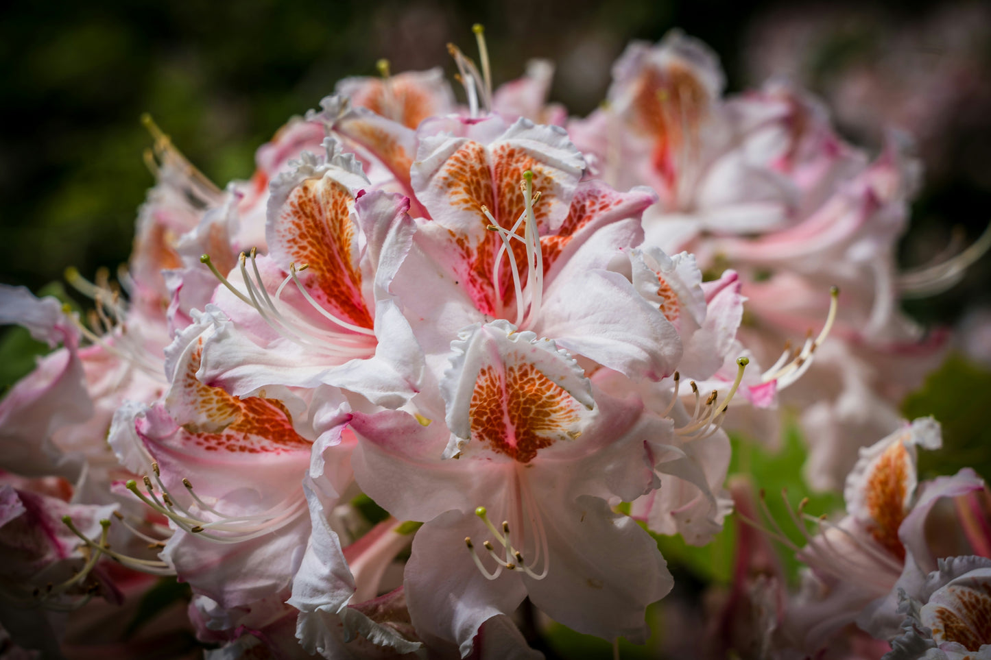 Cherry Cheesecake Rhododendron