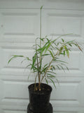 Phyllostachys bambusoides 'Madake', Japanese Giant Timber Bamboo