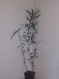 Phyllostachys Aureosulcata 'Harbin Inversa' Bamboo