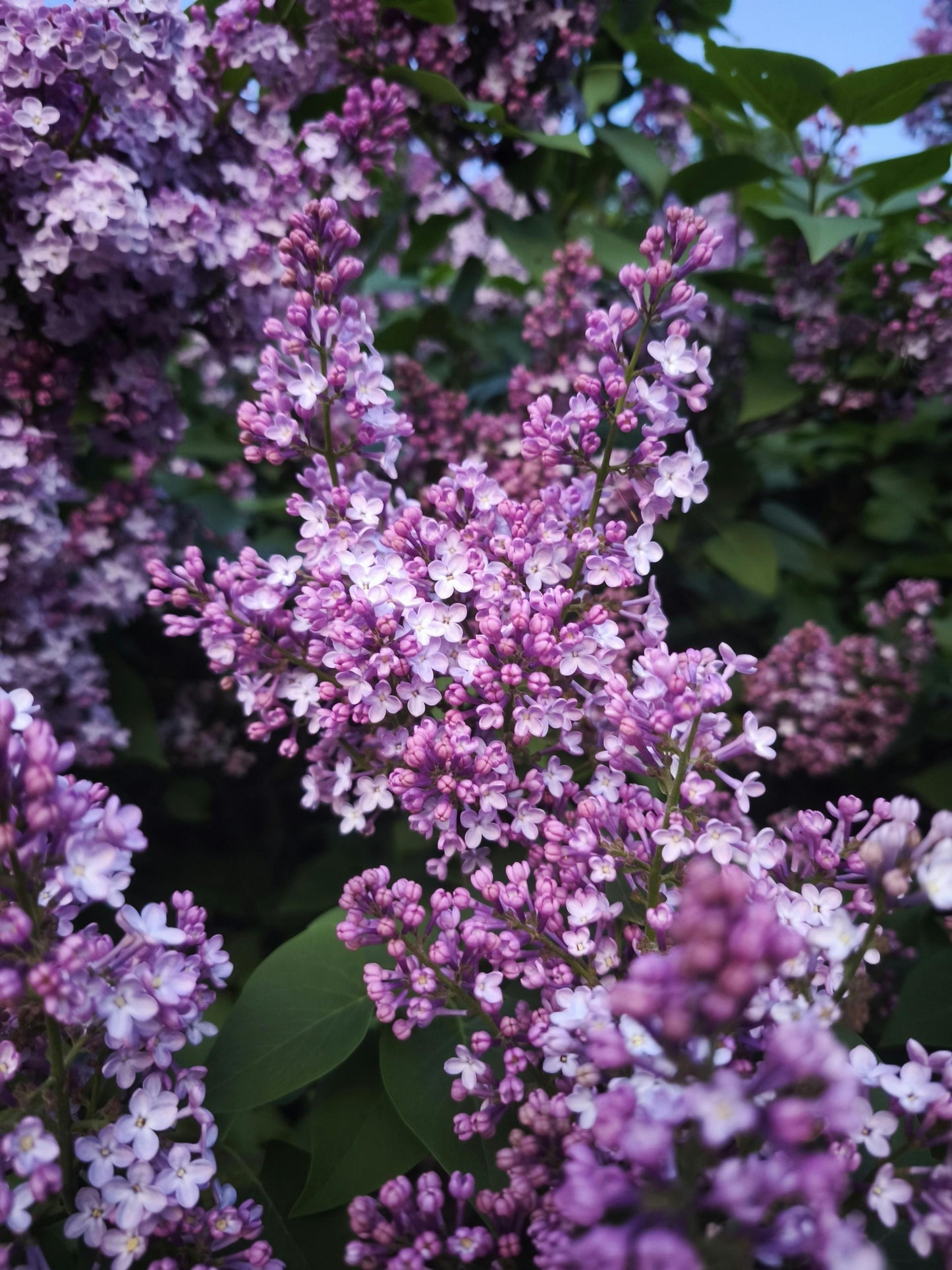 Flowerfesta Purple Lilac