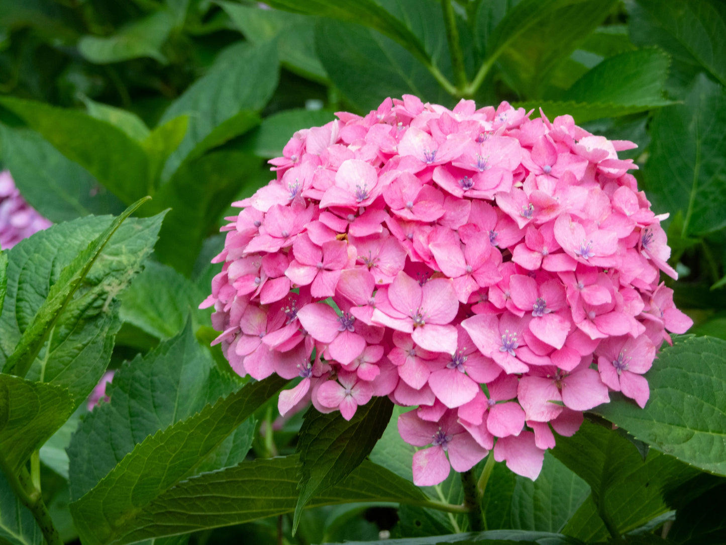 Forever Pink Bigleaf Hydrangea