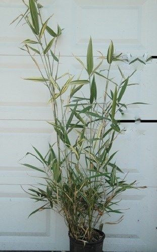 Hibanobambusa Tranquillans 'Shiroshima' Bamboo