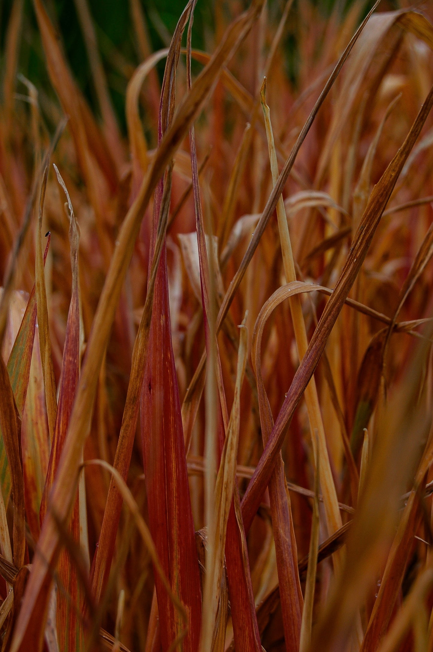 Holy Smoke Big Bluestem Grass (Andropogon gerardii ‘Holy Smoke’)