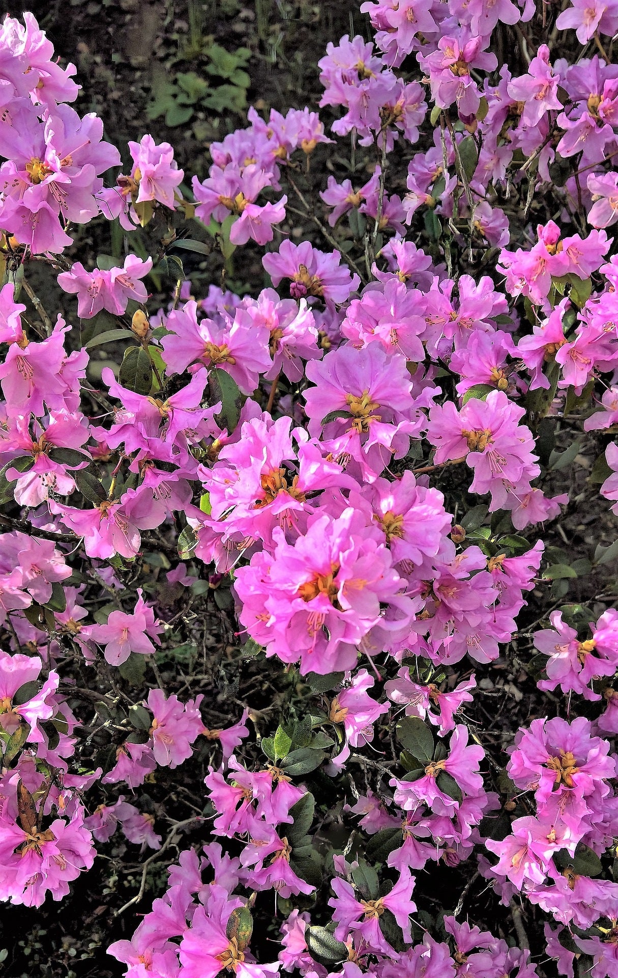 June Pink Rhododendron