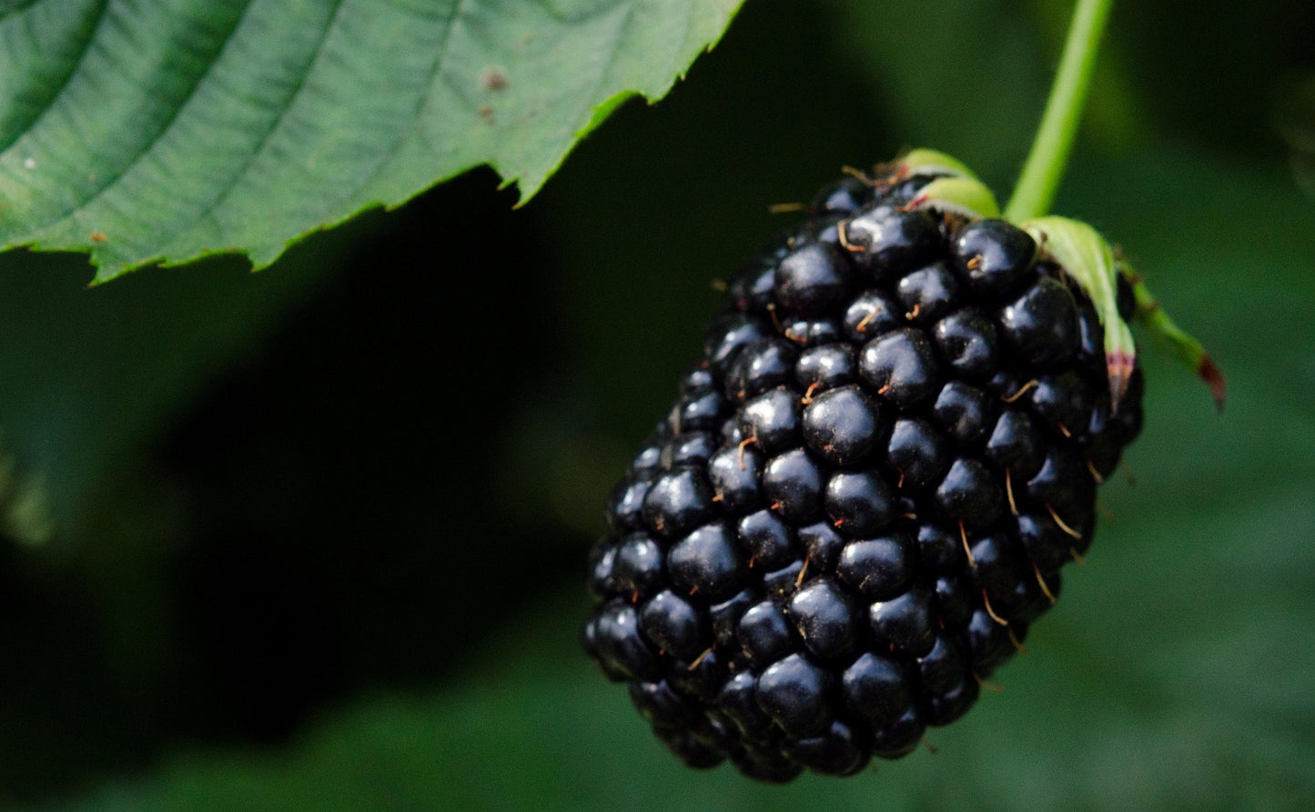 Marionberry Blackberry Plant