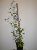 Phyllostachys Aurea Golden Bamboo