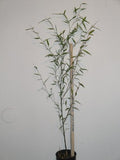 Phyllostachys Heteroclada Purpurata 'Water Bamboo'