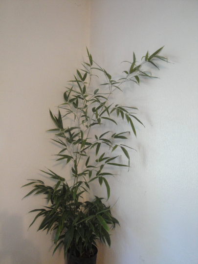 Phyllostachys Nigra 'Bory' Black Bamboo