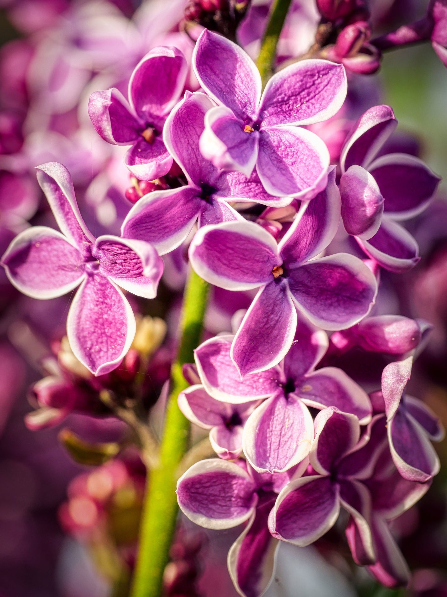 Sensation French Lilac – Two-Toned Purple & White Blooms – Fragrant – Zone 3-8