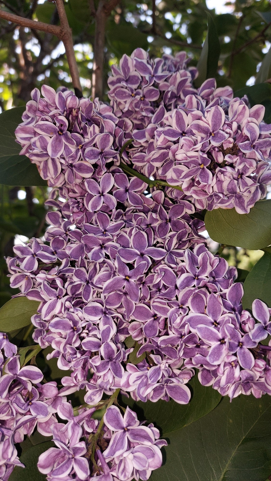 Sensation French Lilac