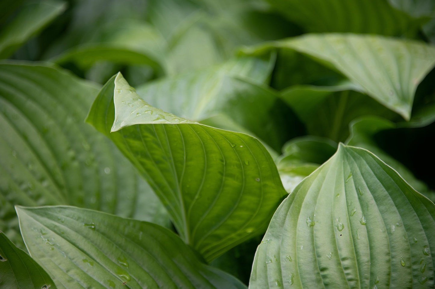 Sum and Substance Hosta