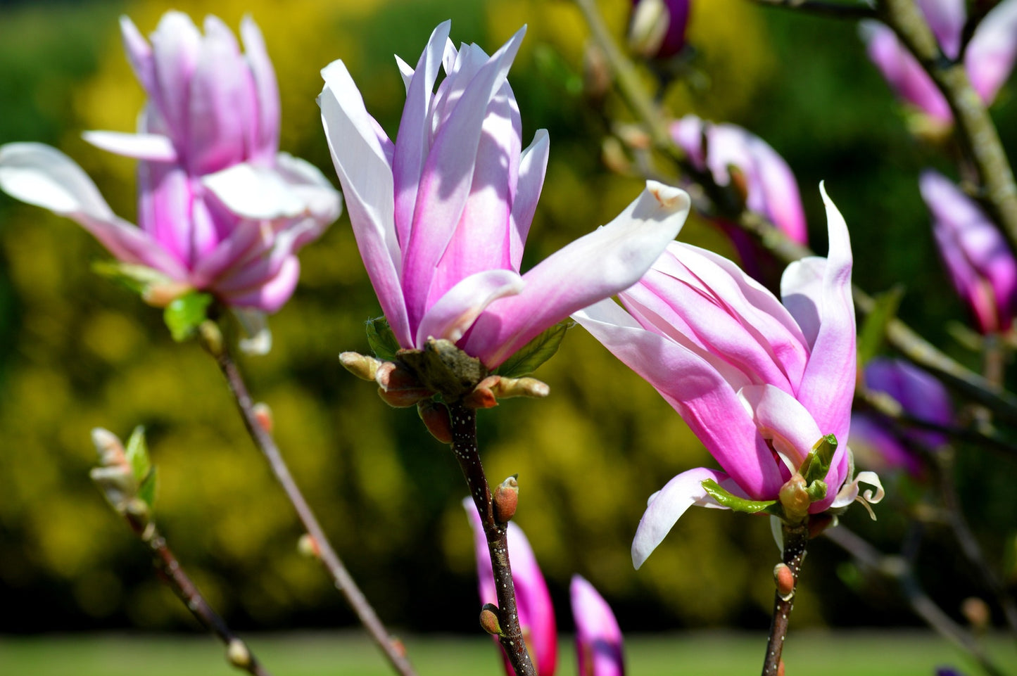 Susan Magnolia Tree (Magnolia hybrid ‘Susan’)