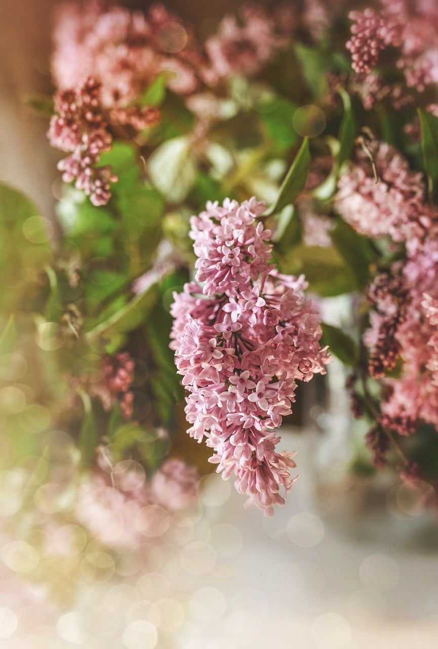 Syringa meyeri ‘Palibin’