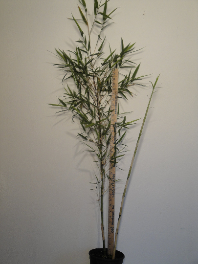 Thamnocalamus Tessellatus Bamboo