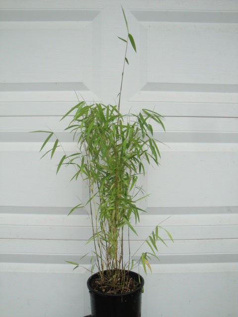 Bashania Fargesii 'Wind Break' Bamboo