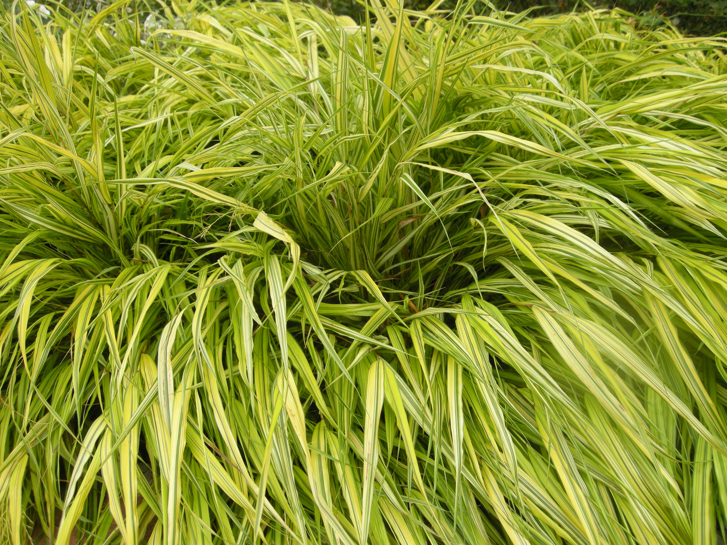 Golden Japanese Forest Grass