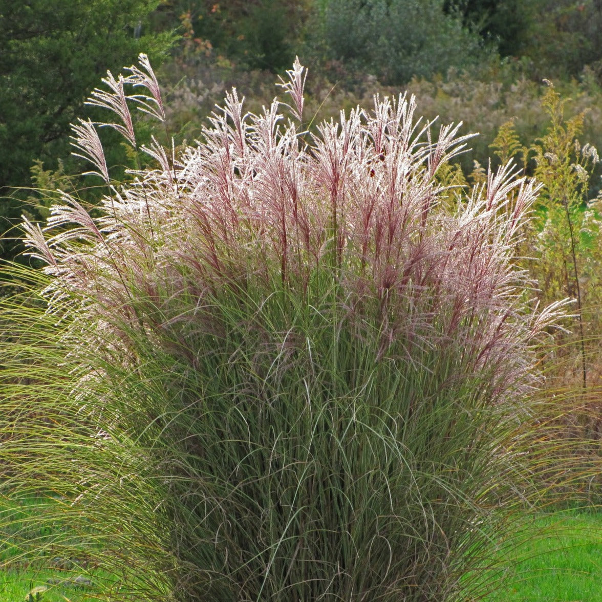 Buy Online Morning Light Maiden Grass For Your Home And Garden – Maya  Gardens, Inc