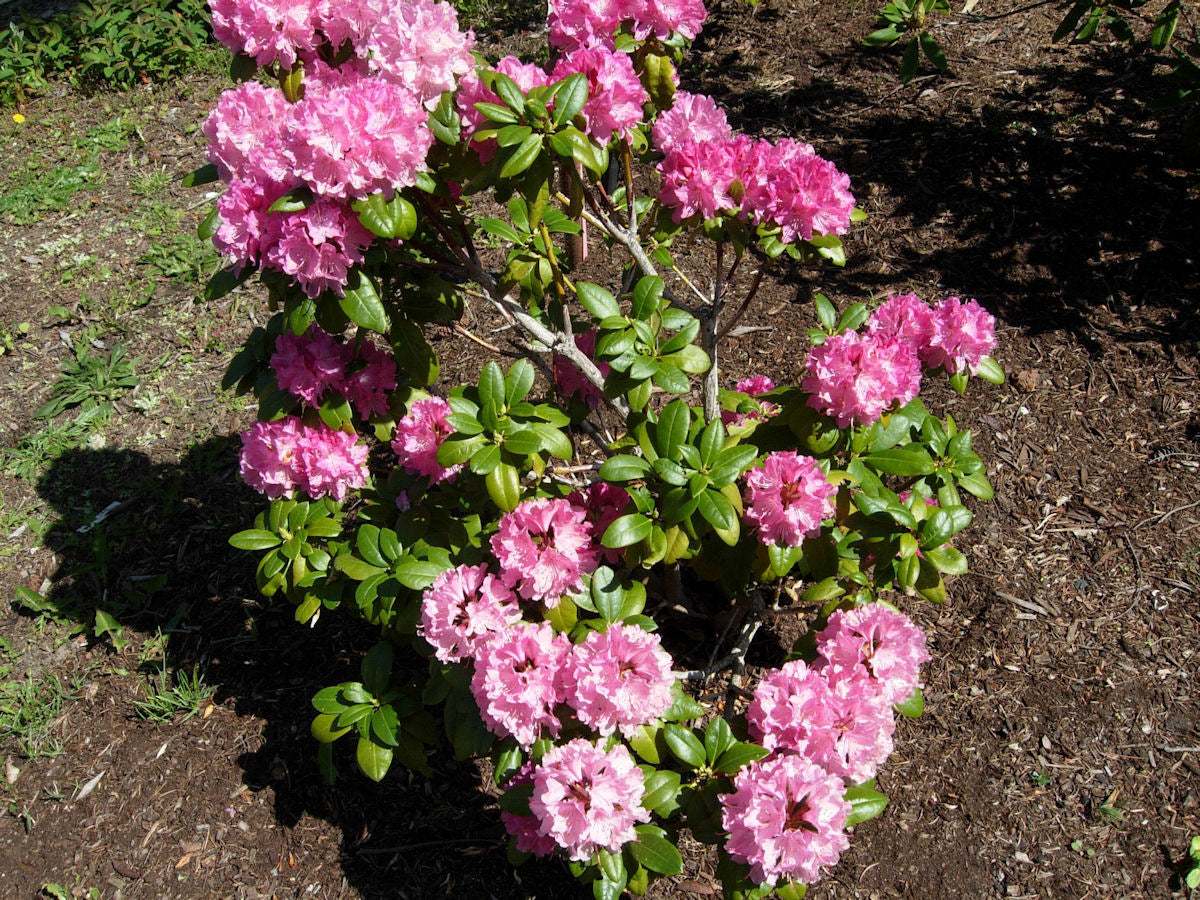 Buy Online Holden Rhododendron For Your Home And Garden – Maya Gardens, Inc