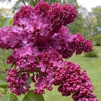 lavender lilac tree Buy Online Congo French Lilac For Your Home And Garden – Maya Gardens, Inc