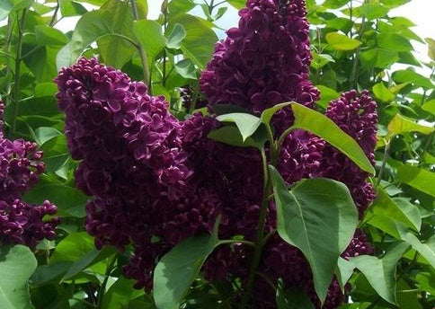Monge French Lilac