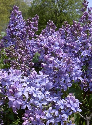 Buy Online Wonderblue French Lilac For Your Home And Garden – Maya