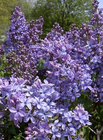 Wonderblue French Lilac