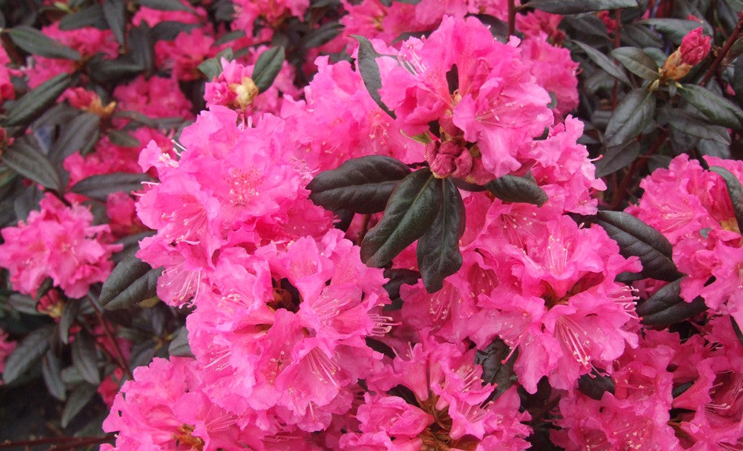 Buy Online Landmark Rhododendron For Your Home And Garden