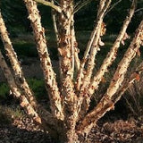 Chinese Paper Birch, Betula albo sinensis growing as a multi trunked tree.