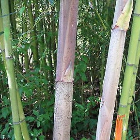 Phyllostachys Decora bamboo plant for sale for your garden,