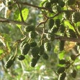 Alnus Glutinosa European Black Alder, very fast growing screen, 100 tree seeds