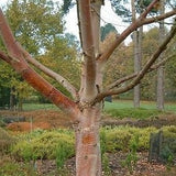 Red, orange and white bark on a Chinese paper Birch tree