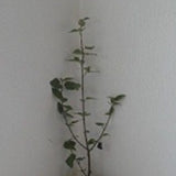 Chinese Paper Birch, Betula albo sinensis growing as a multi trunked tree.